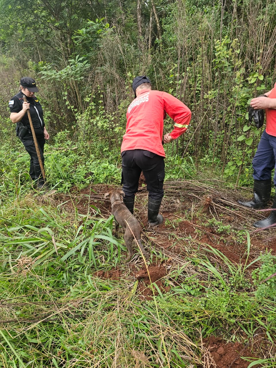 Desaparición de perros en Guaraní: rastrillaron dos chacras y no hallaron indicios 2