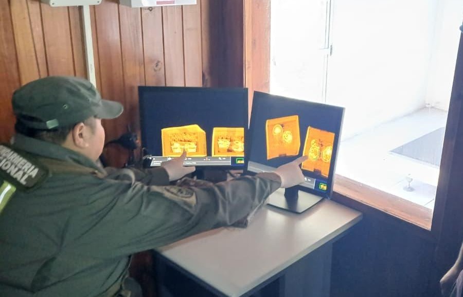 Rescataron seis crías de boa constrictora enviadas desde Misiones a Buenos Aires en una encomienda 2