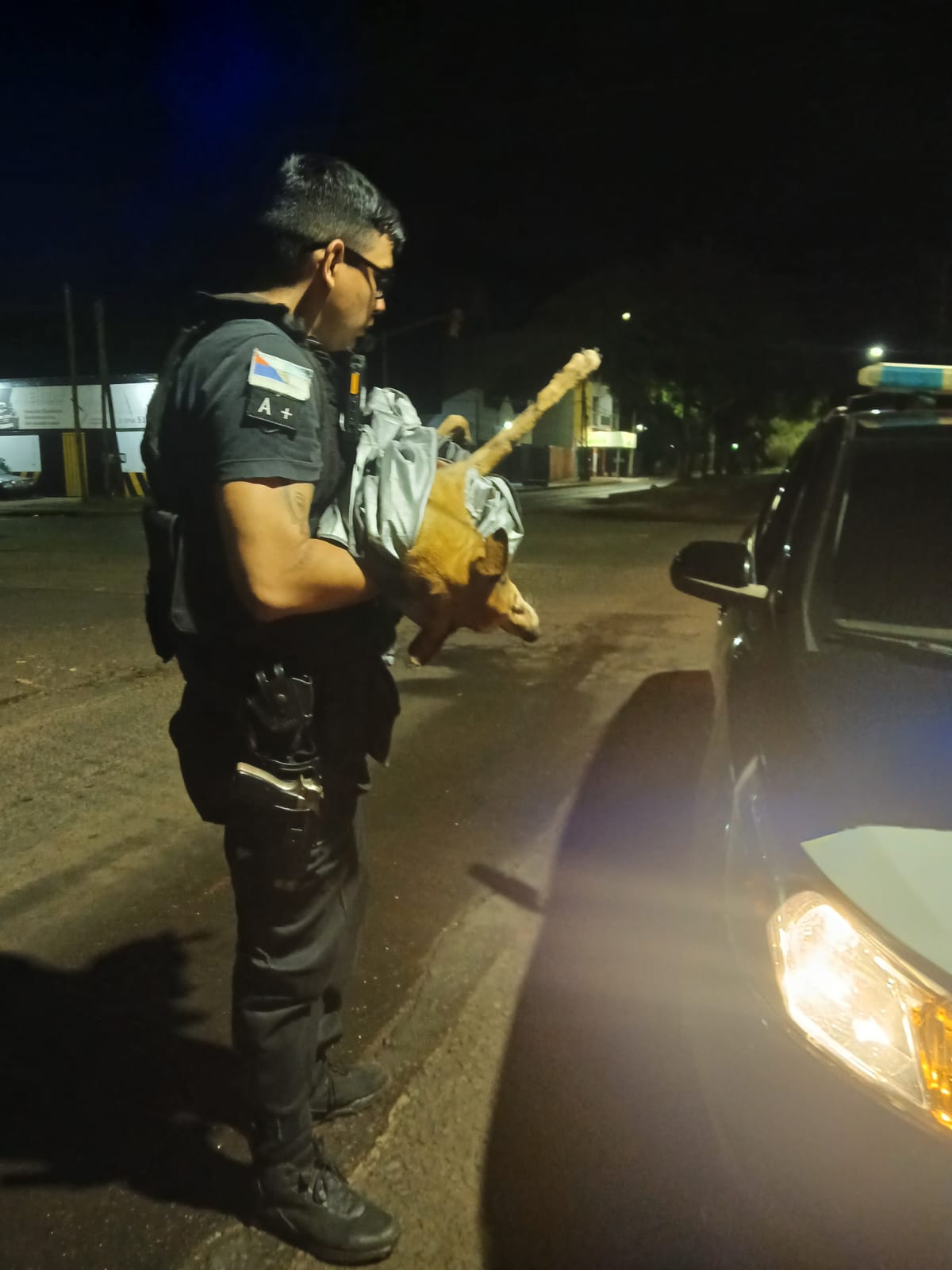 Rescataron a un perro que estaba atrapado en un desagüe en Posadas 2