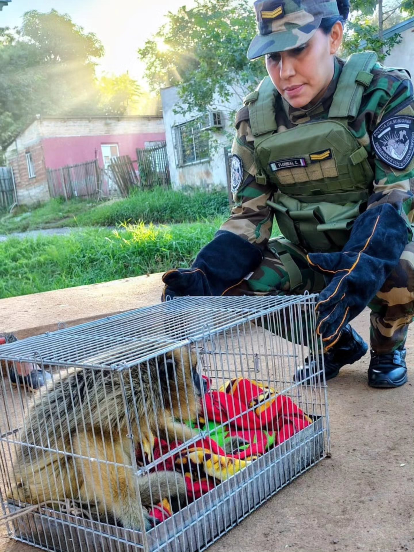 Rescataron a un mono carayá que se electrocutó con cables de alta tensión en Posadas 2