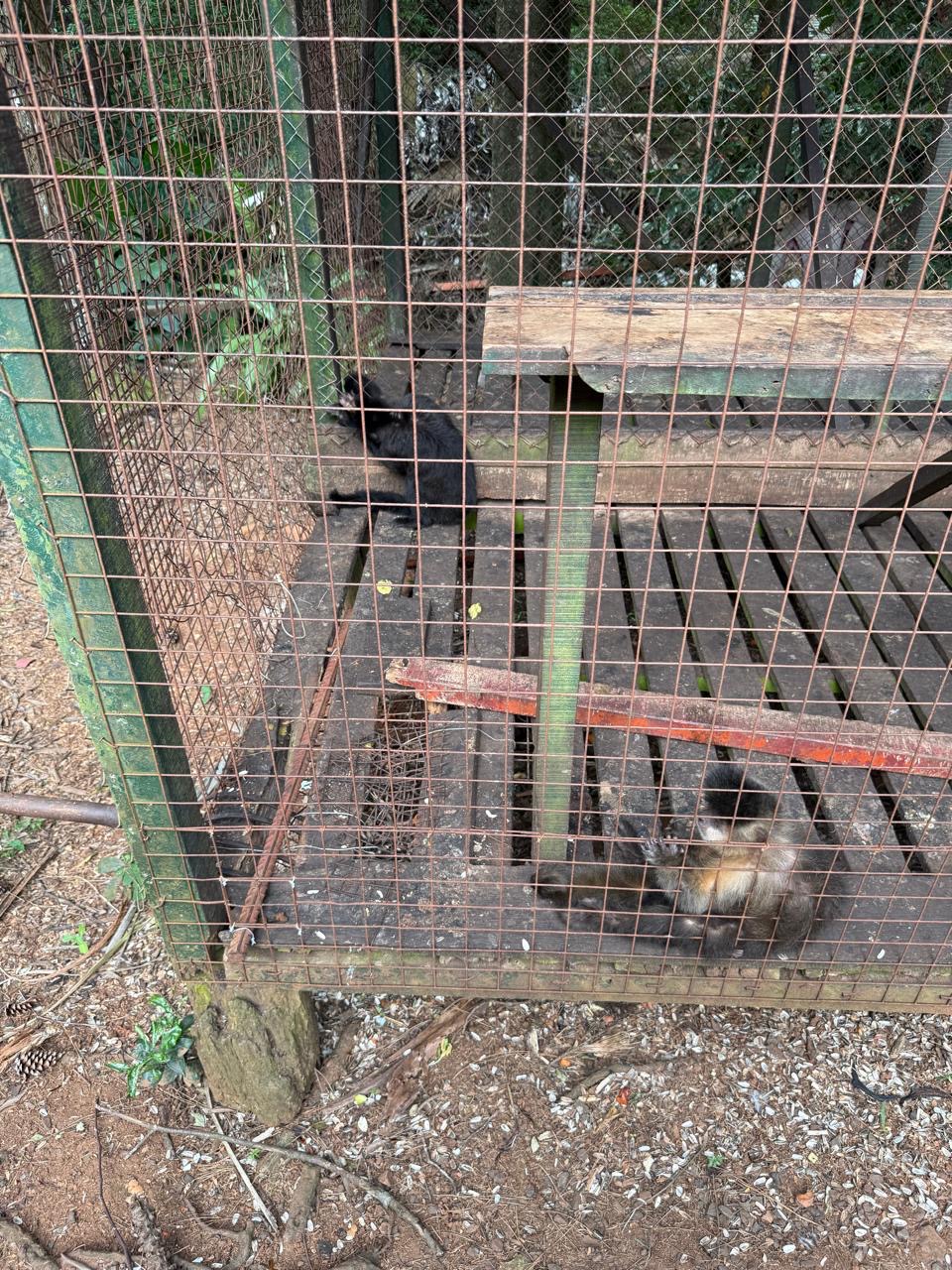 Fernando Piesco: “La situación de maltrato y crueldad animal es evidente” 4