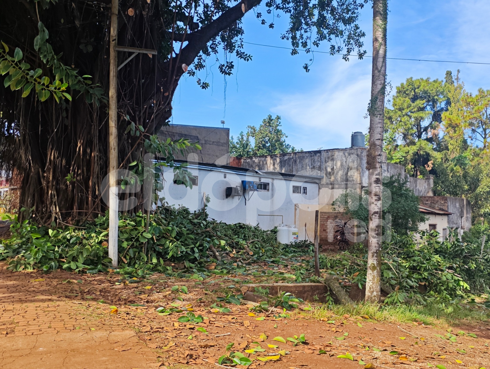 Eldorado: Comenzaron los trabajos de poda del emblemático árbol "gomero" del kilómetro 8 2