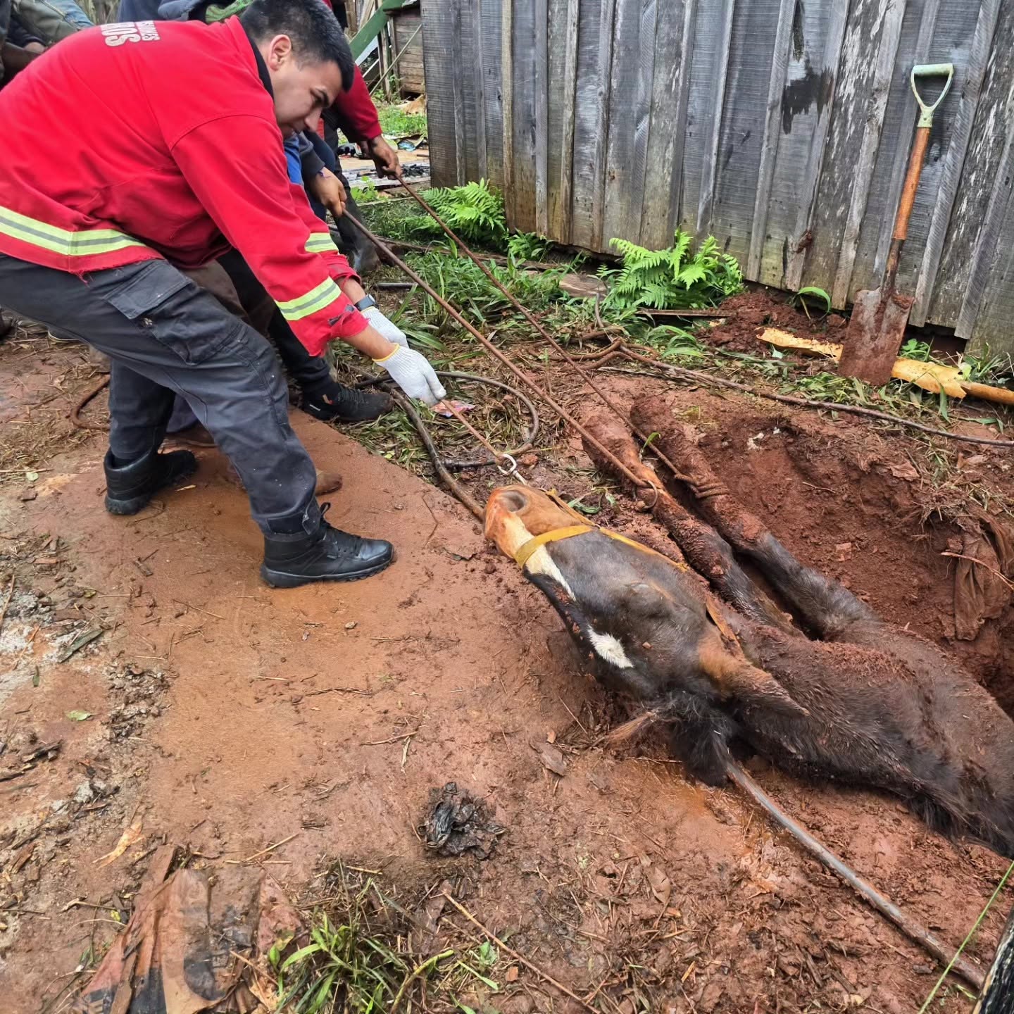 Rescataron a un caballo que cayó en una excavación de dos metros en Posadas 2