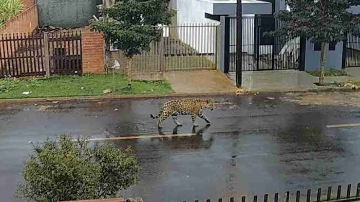 Encontraron y resguardaron al yaguareté que apareció en zona urbana de Foz do Iguazú 2