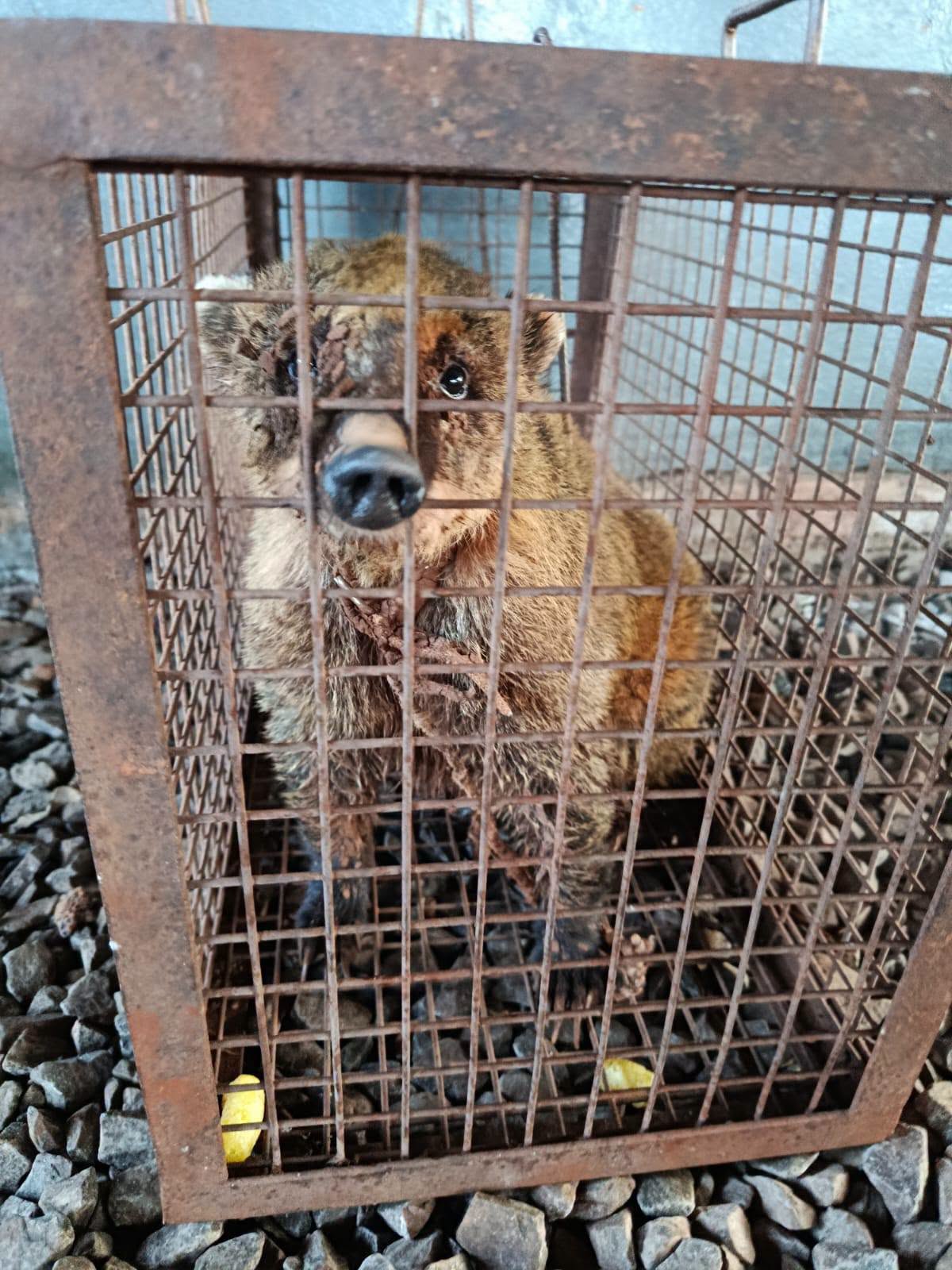 Tenía una soga al cuello y vivía como mascota: rescataron a un coatí en Oberá 2