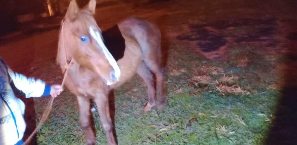 Chocó contra un caballo sobre la Ruta Provincial 204 y destrozó su auto cerca de Candelaria 2
