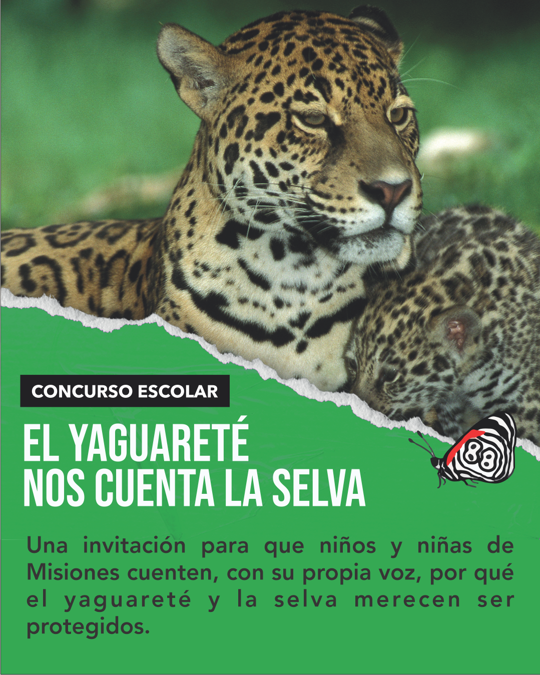 Lanzan un concurso para que estudiantes misioneros sean protagonistas en la conservación del yaguareté y la selva 2