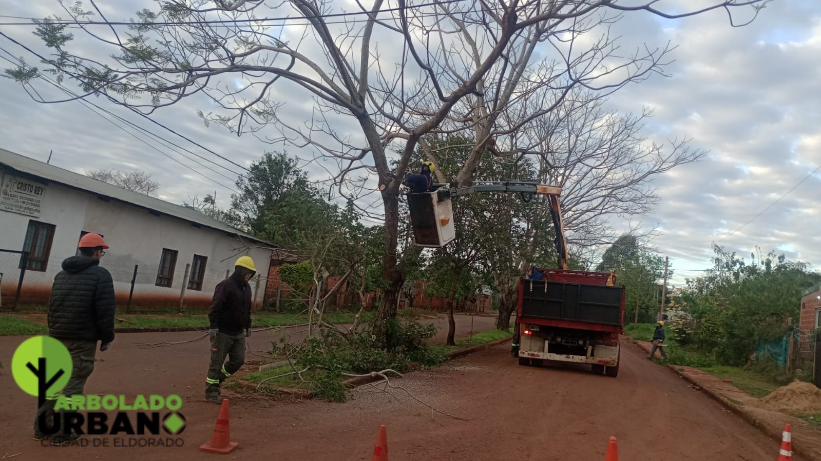     Trabajos de poda y apeo en calle Zettelmann: “Hacemos una evaluación técnica del estado del árbol” 2