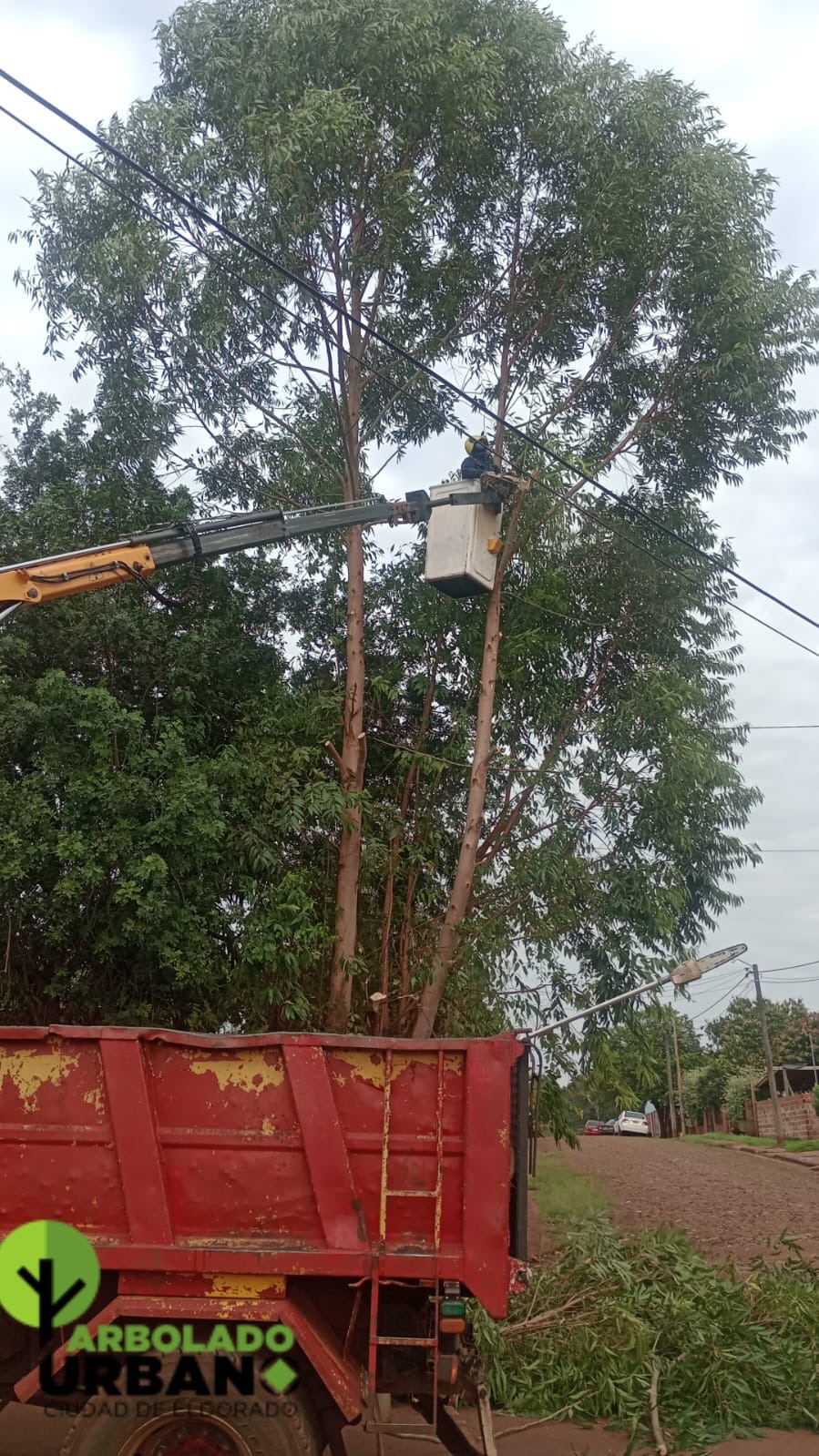     Trabajos de poda y apeo en calle Zettelmann: “Hacemos una evaluación técnica del estado del árbol” 3