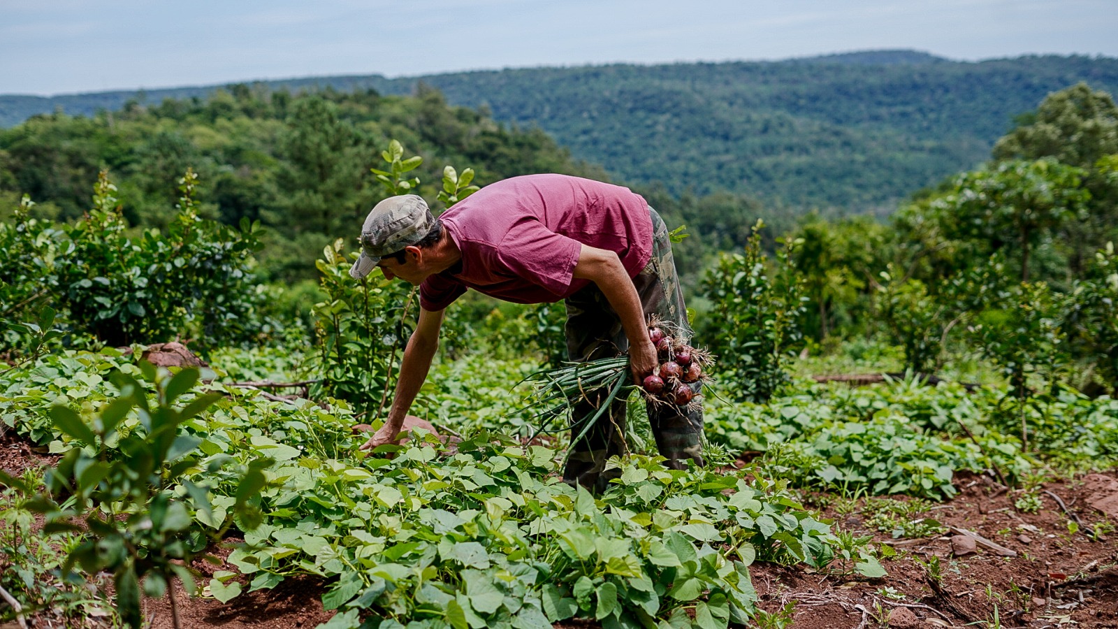 Más de 200 chacras diversifican su producción de la mano de Biofábrica y el Ministerio del Agro